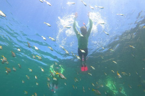 Manly Snorkel Trip And Nature Walk With Local Guide - Timeshare Accommodation 0