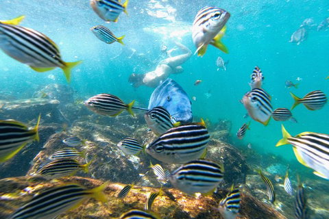Manly Snorkel Trip And Nature Walk With Local Guide - Timeshare Accommodation 2