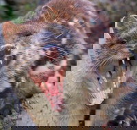 After Dark Tasmanian Devil Feeding Tour at Cradle Mountain - Timeshare Accommodation