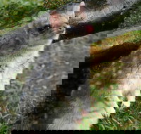 1-Hour Tasmanian Devil Feeding Day Tour at Cradle Mountain - Timeshare Accommodation