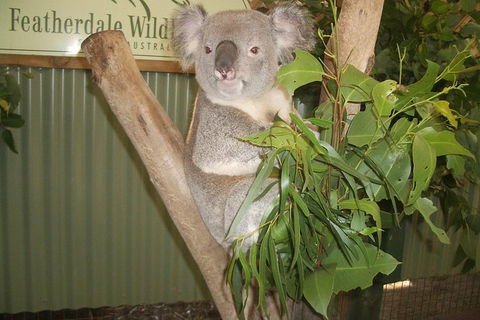 Full-Day Private Blue Mountains Tour With River Cruise - Timeshare Accommodation 2