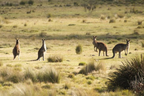From The Mountains To The Bay - 4 Day Rediscovery Small Group Tour - Timeshare Accommodation 4