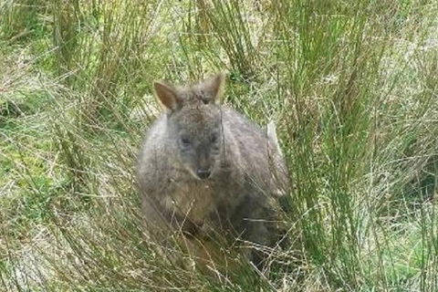 Leven Canyon Day Trip Including Wings Wildlife Park Or Gunns Plains Caves - Timeshare Accommodation 3