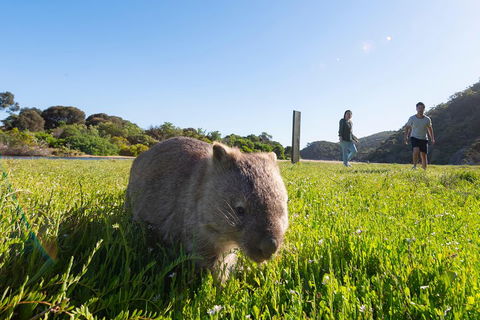 Wilson's Promontory Small Group Eco Tour From Melbourne - Timeshare Accommodation 2