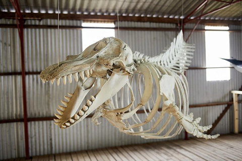 Albany's Whale Story - Timeshare Accommodation 3