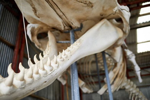 Albany's Whale Story - Timeshare Accommodation 5