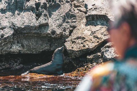 Adventure Rottnest Tour With Ferry & Adventure Cruise From Perth Or Fremantle - Timeshare Accommodation 1