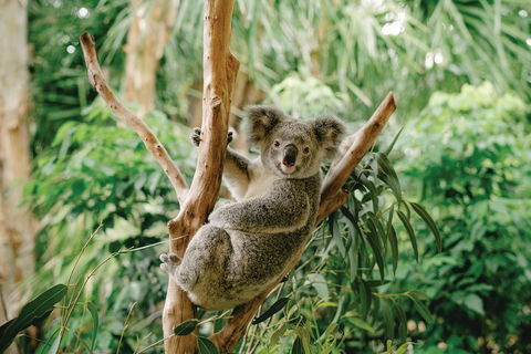Full-Day Small-Group History And Heritage Tour Of Brisbane City - Timeshare Accommodation 2