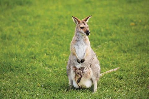 Full-Day Small-Group History And Heritage Tour Of Brisbane City - Timeshare Accommodation 4
