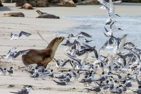 Full-Day Kangaroo Island Experience Departing From Kangaroo Island - Timeshare Accommodation 1
