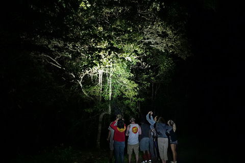 Atherton Tablelands Rain Forest By Night From Cairns - Timeshare Accommodation 2