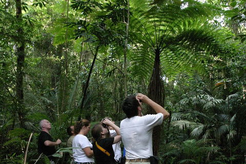 Atherton Tablelands Rain Forest By Night From Cairns - Timeshare Accommodation 3
