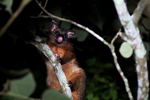 Atherton Tablelands Rain Forest By Night From Cairns - Timeshare Accommodation 4