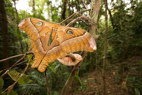 Atherton Tablelands Rain Forest By Night From Cairns - Timeshare Accommodation 5
