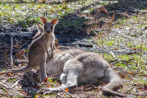 Adelaide To Melbourne 3-Day Trip Through Grampians And Great Ocean Road - Timeshare Accommodation 5