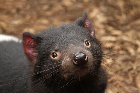 Day Tour In Mt. Field, Mt. Wellington, Bonorong Wildlife Sanctuary And Richmond - Timeshare Accommodation 4