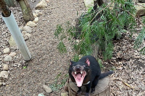 Featherdale Wildlife Park General Admission - Timeshare Accommodation 1