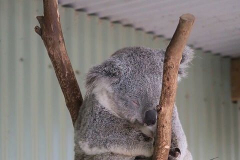 Featherdale Wildlife Park General Admission - Timeshare Accommodation 3