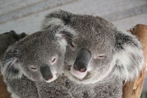 Featherdale Wildlife Park General Admission - Timeshare Accommodation 4