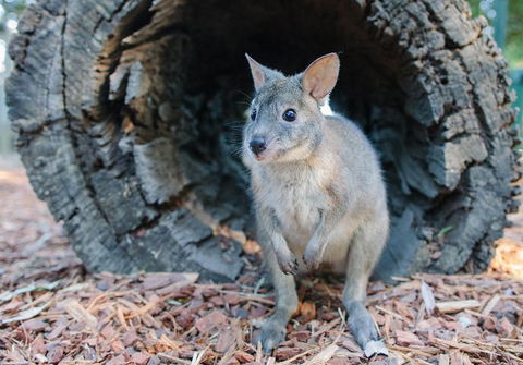 Featherdale Wildlife Park General Admission - Timeshare Accommodation 5