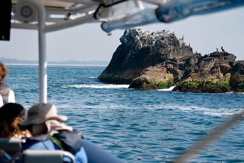 Julian Rocks Byron Bay Cruise - Timeshare Accommodation 2