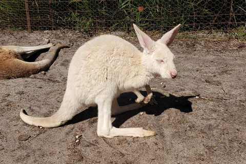 Very Best Of Perth Tour - Wildlife Park & City Highlights Tour - Timeshare Accommodation 3