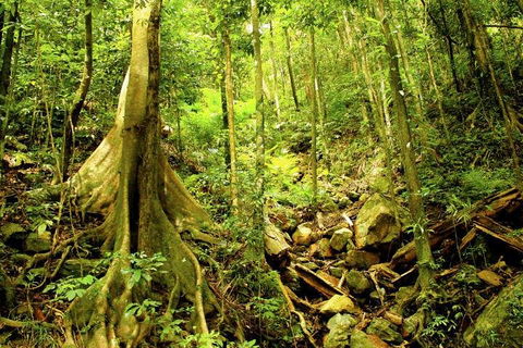 Barron Gorge And Kuranda National Park Half Day Rainforest And Waterfall 4WD Tour From Cairns - Timeshare Accommodation 4