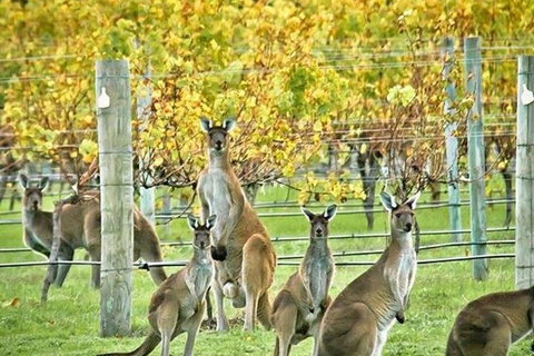 Margaret River Indulge And Discover Day Tour - Timeshare Accommodation 0