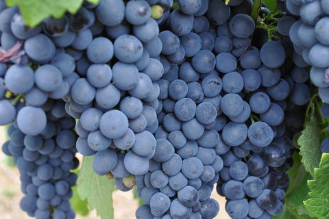 Adelaide Hills Day Tour. Winery Cellar Doors - Timeshare Accommodation 3