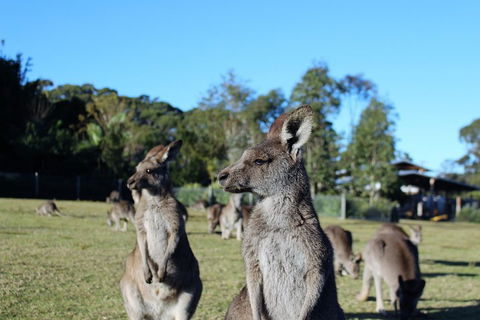 Royal National Park Tour - Timeshare Accommodation 2