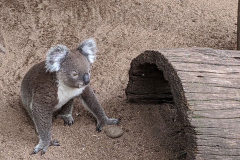 Australian Wildlife & Waterfalls Private Tour With 'Personalised Sydney Tours' - Timeshare Accommodation 0