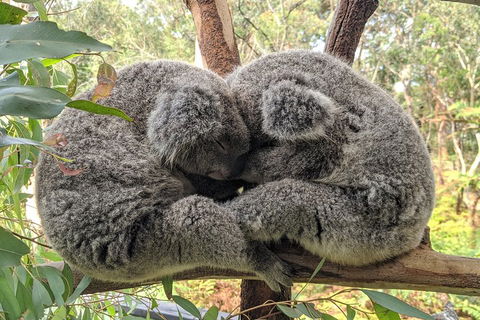 Australian Wildlife & Waterfalls Private Tour With 'Personalised Sydney Tours' - Timeshare Accommodation 2