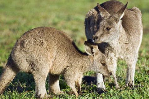 LGBT+ Friendly Full Day Phillip Island Private Tour - Timeshare Accommodation 3