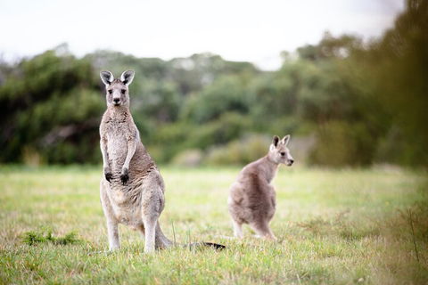 LGBT+ Friendly 3 Day Tour The Grampians, Daylesford & Ballarat - Timeshare Accommodation 2