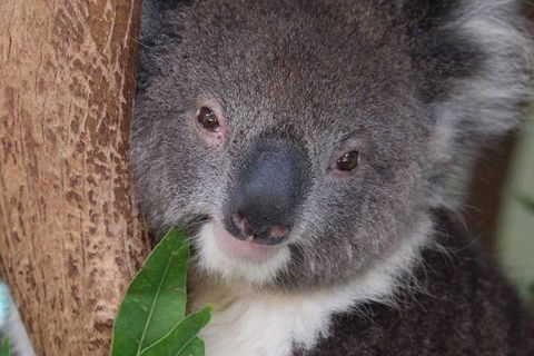 All Inclusive Blue Mountains Small-Group Day Trip From Sydney - Timeshare Accommodation 1
