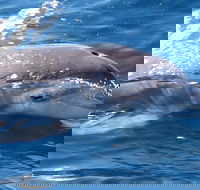 Jervis Bay Dolphin Watch Cruise - Timeshare Accommodation