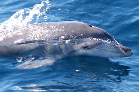 Jervis Bay Dolphin Watch Cruise - Timeshare Accommodation 0