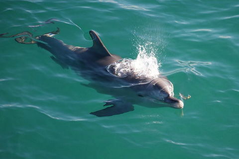 Jervis Bay Dolphin Watch Cruise - Timeshare Accommodation 1