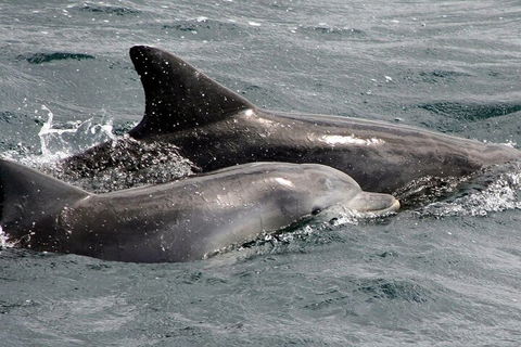 Jervis Bay Dolphin Watch Cruise - Timeshare Accommodation 2