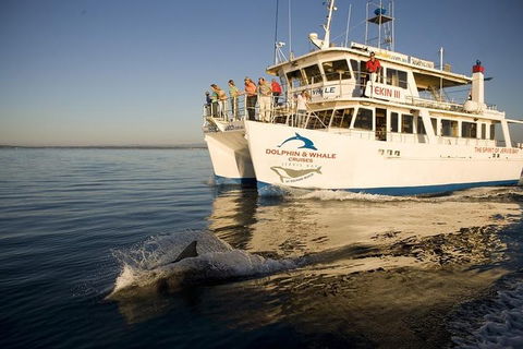 Jervis Bay Dolphin Watch Cruise - Timeshare Accommodation 3