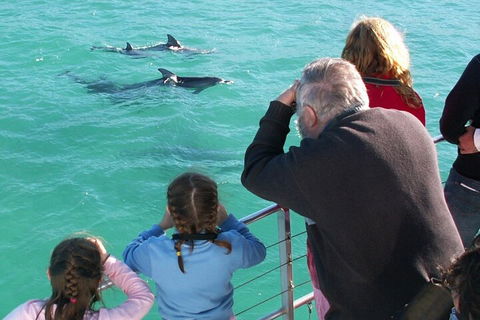 Jervis Bay Dolphin Watch Cruise - Timeshare Accommodation 4