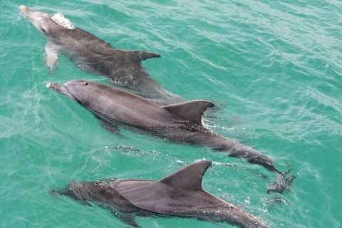Jervis Bay Dolphin Watch Cruise - Timeshare Accommodation 5
