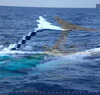 Whale Watching Jervis Bay - Timeshare Accommodation