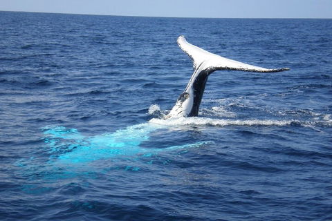 Whale Watching Jervis Bay - Timeshare Accommodation 0