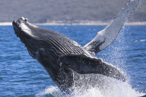 Whale Watching Jervis Bay - Timeshare Accommodation 2