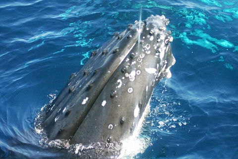 Whale Watching Jervis Bay - Timeshare Accommodation 3