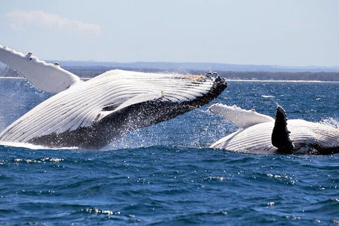 Whale Watching Jervis Bay - Timeshare Accommodation 5