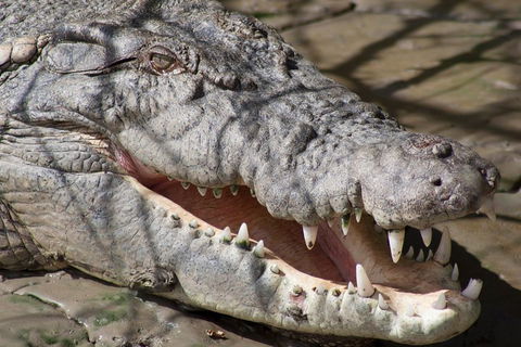 Whitsunday Crocodile Safari Including Lunch - Timeshare Accommodation 1