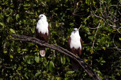 Whitsunday Crocodile Safari Including Lunch - Timeshare Accommodation 2
