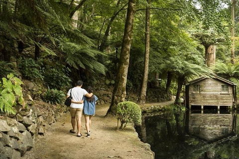 Discover Tour: Dandenong Ranges & William Ricketts Sanctuary - Timeshare Accommodation 0